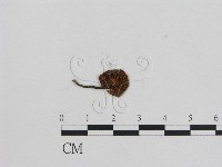 小菇屬藏品圖，第3張