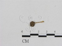 小菇屬藏品圖，第1張