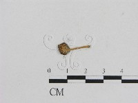 小菇屬藏品圖，第3張