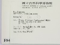 小菇屬藏品圖，第2張