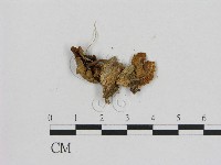 小菇屬藏品圖，第3張