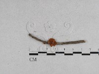 登錄號:F0008451藏品圖，第1張