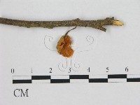 小皮傘屬藏品圖，第1張