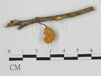 小皮傘屬藏品圖，第3張