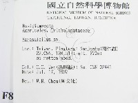 微皮傘屬藏品圖，第2張