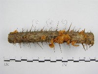 微皮傘屬藏品圖，第3張