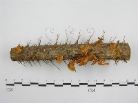 微皮傘屬藏品圖，第4張