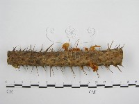 微皮傘屬藏品圖，第5張