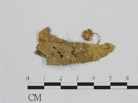 小皮傘屬藏品圖，第1張