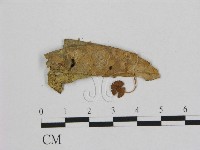 小皮傘屬藏品圖，第3張