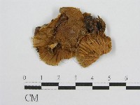 登錄號:F0008459藏品圖，第1張