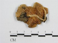 登錄號:F0008459藏品圖，第3張