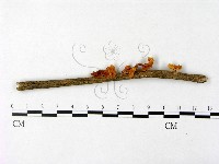 微皮傘屬藏品圖，第1張