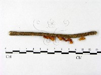 微皮傘屬藏品圖，第3張