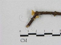 登錄號:F0008462藏品圖，第1張