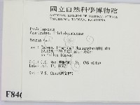 小菇屬藏品圖，第2張