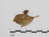 小菇屬藏品圖，第3張