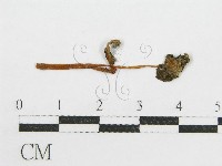 登錄號:F0008465藏品圖，第1張