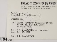 銀耳屬藏品圖，第2張