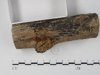 銀耳屬藏品圖，第3張