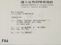 銀耳屬藏品圖，第2張