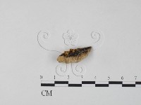 銀耳屬藏品圖，第3張