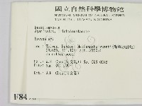 小菇屬藏品圖，第2張