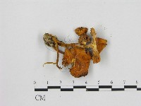 小菇屬藏品圖，第3張