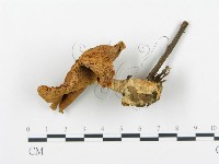 杯傘屬藏品圖，第1張