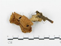 杯傘屬藏品圖，第3張