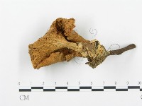 杯傘屬藏品圖，第4張