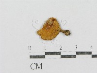 紅菇屬藏品圖，第1張