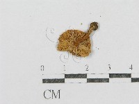 紅菇屬藏品圖，第3張