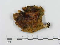 登錄號:F0008473藏品圖，第1張