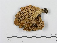 登錄號:F0008473藏品圖，第3張