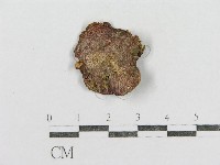 紅菇屬藏品圖，第3張