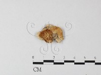 登錄號:F0008476藏品圖，第1張