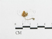 登錄號:F0008477藏品圖，第3張