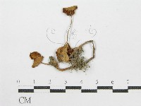 登錄號:F0008478藏品圖，第3張