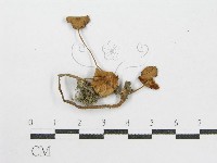 登錄號:F0008478藏品圖，第1張