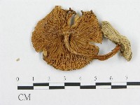 登錄號:F0008481藏品圖，第3張