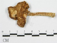 登錄號:F0008482藏品圖，第1張