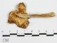 登錄號:F0008482藏品圖，第3張