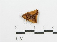 登錄號:F0008484藏品圖，第1張