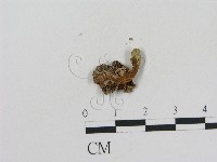 乳菇屬藏品圖，第1張