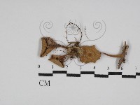 登錄號:F0008486藏品圖，第1張