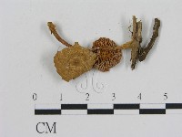 登錄號:F0008486藏品圖，第3張