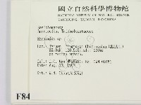 小皮傘屬藏品圖，第2張