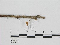 小皮傘屬藏品圖，第3張