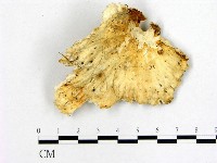 登錄號:F0008490藏品圖，第1張